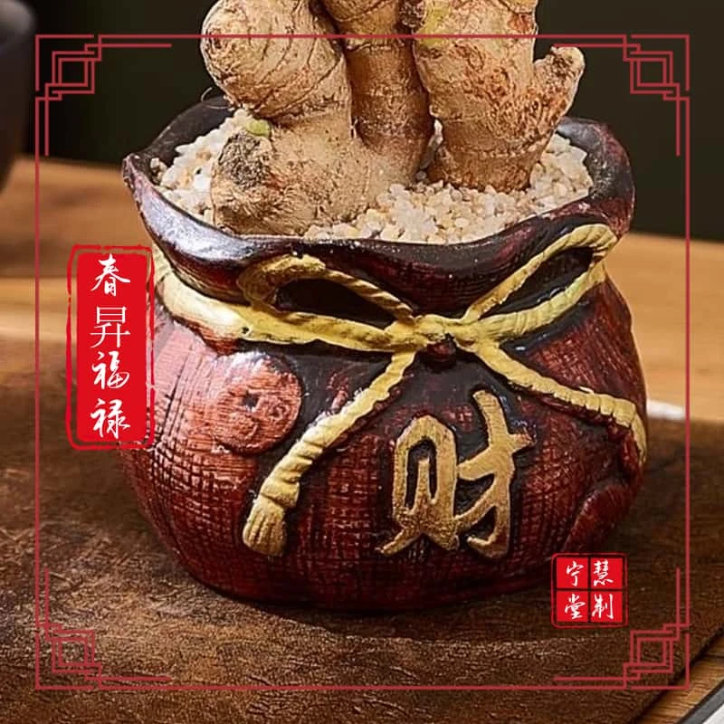 宁慧堂财禄根，禄根盆栽室内绿植不当生姜苗好养四季发芽桌面盆景