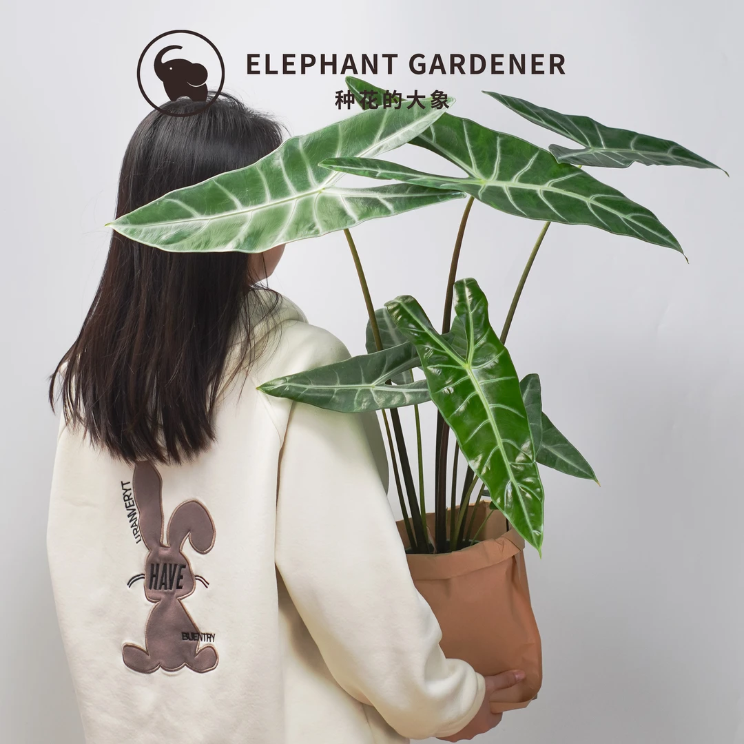 银脉剑叶盆栽海芋萨利安ins热带植物高颜值好养大叶片