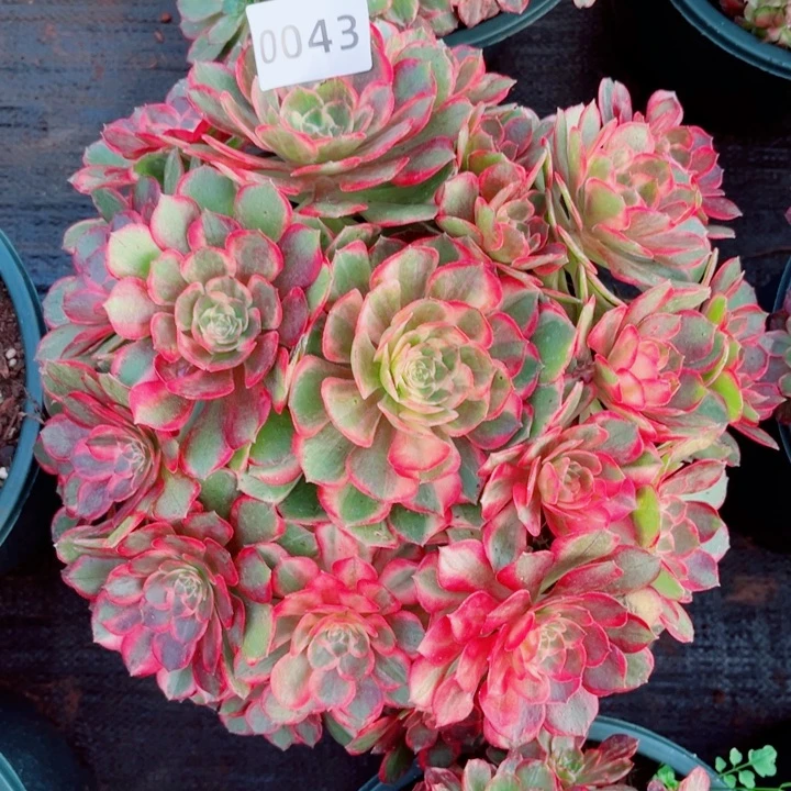 黑魔锦多肉发货发货