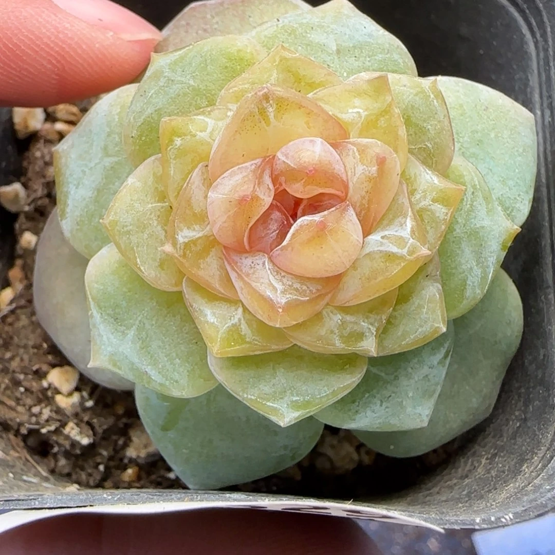 【满29包邮非偏远】329特