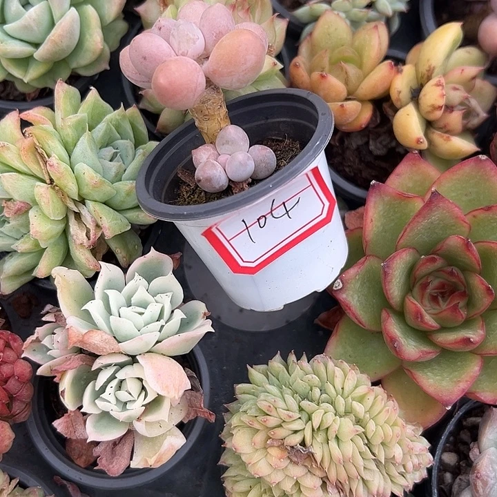 ****️一物一拍汤圆多肉104