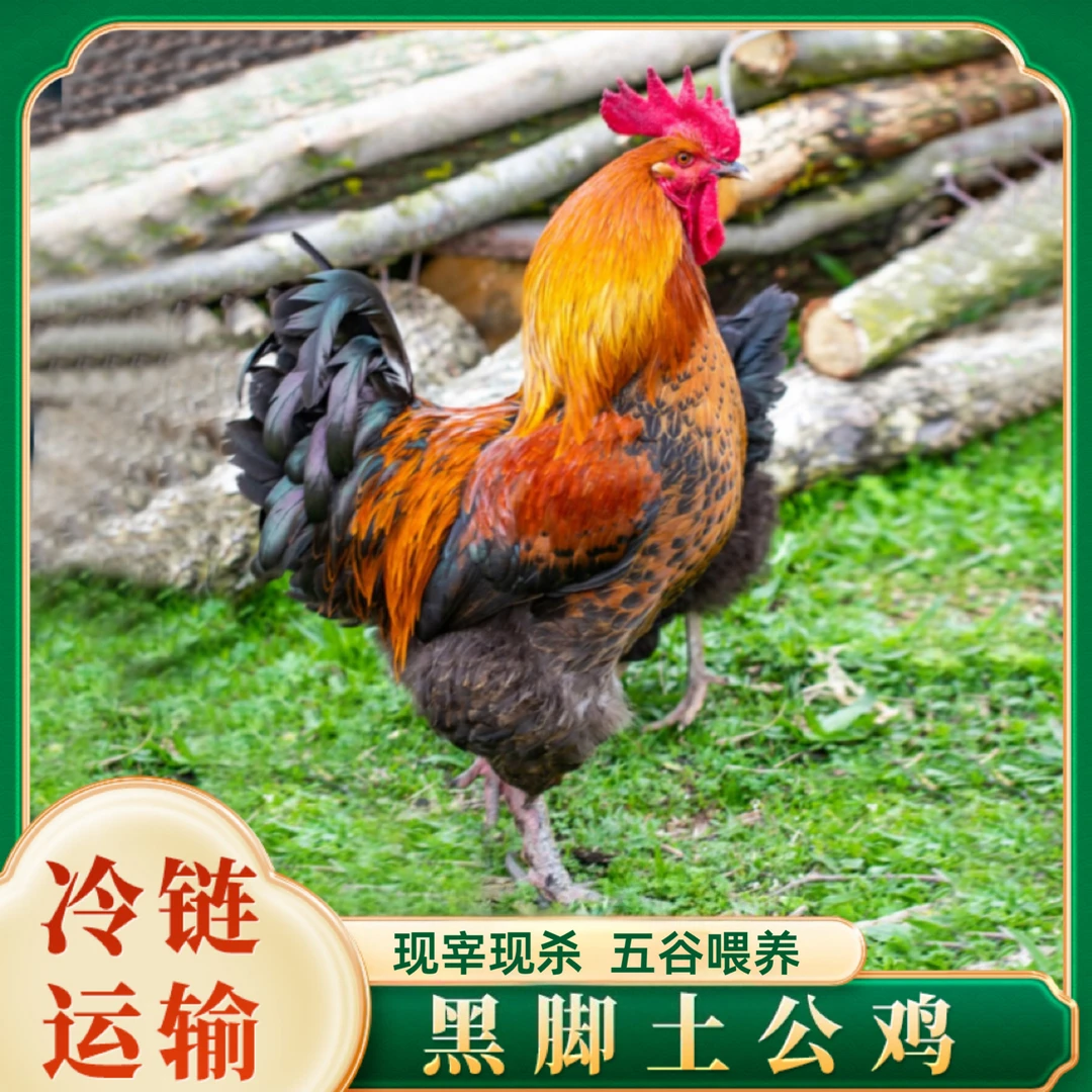 【燕子专属】放养黑脚公鸡 肉质鲜嫩 2只净重9.5斤