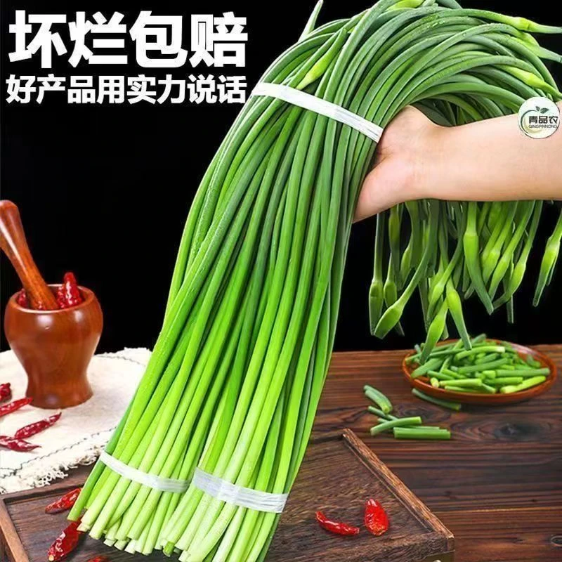 红帽农家蒜苔蒜苗蒜苔蔬菜长款批发5斤