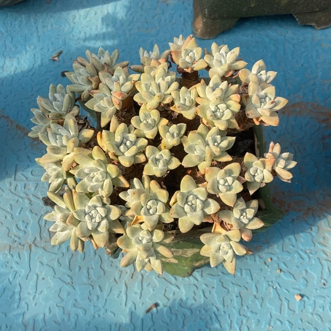 福利多肉植物啦啦啦