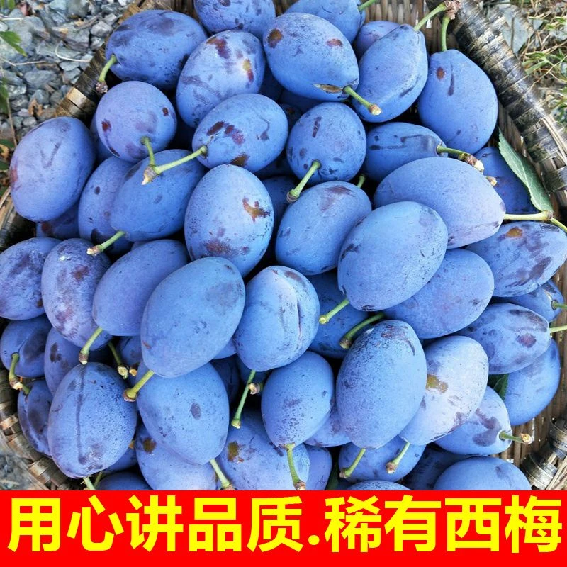 新疆西梅新鲜水果批发应季当季高山大西梅鲜果李子孕妇【顺丰包邮】