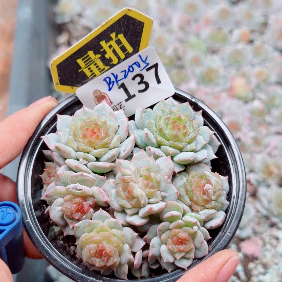 多肉植物多肉植物