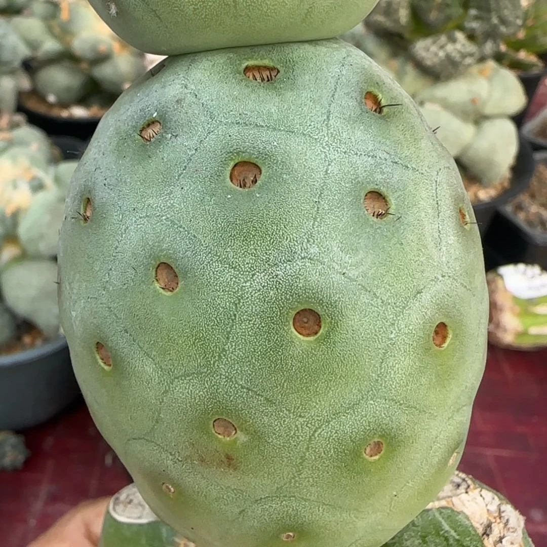 无花朵阿根廷输入超级洞洞编号系列