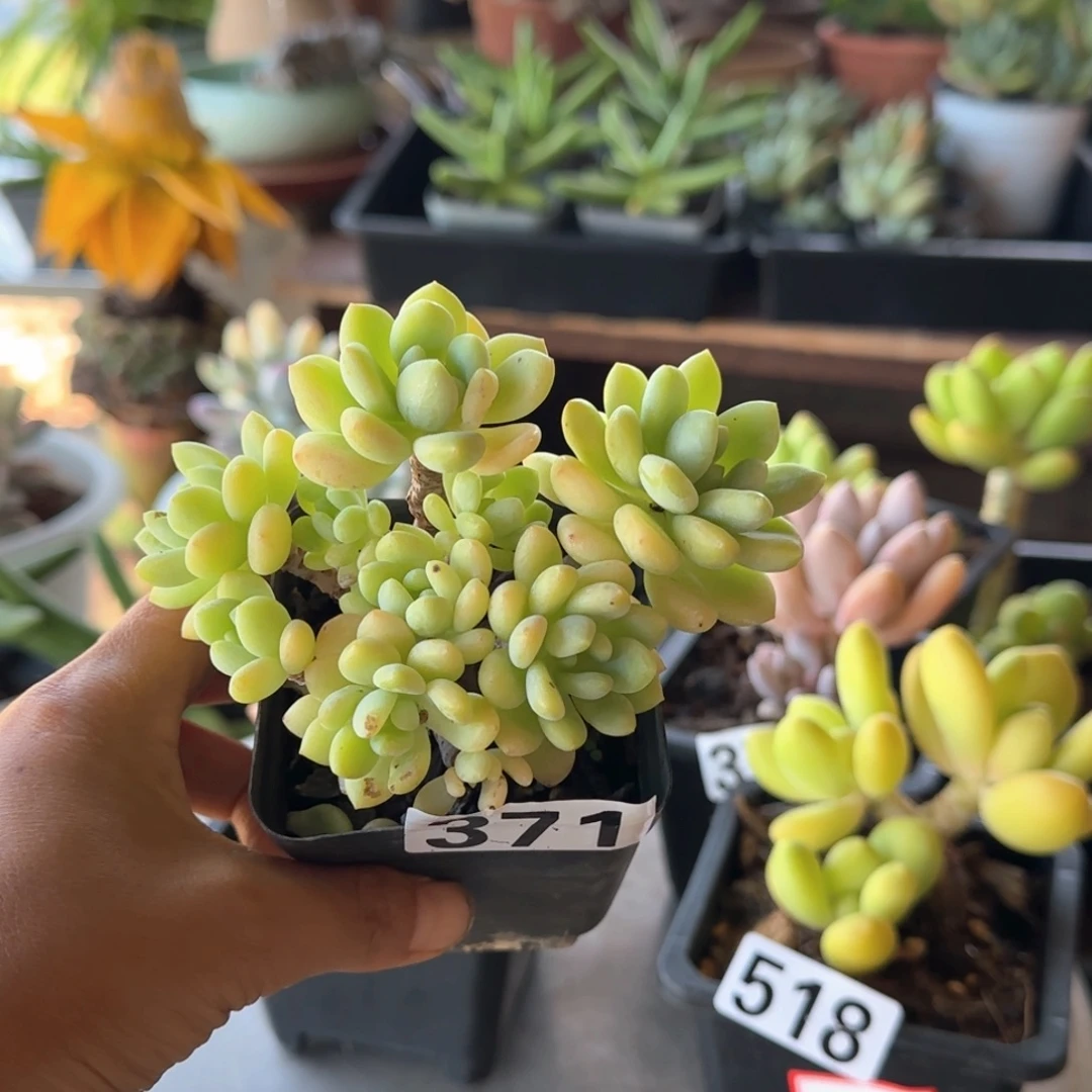 生***花371号 一物一拍 一物一拍