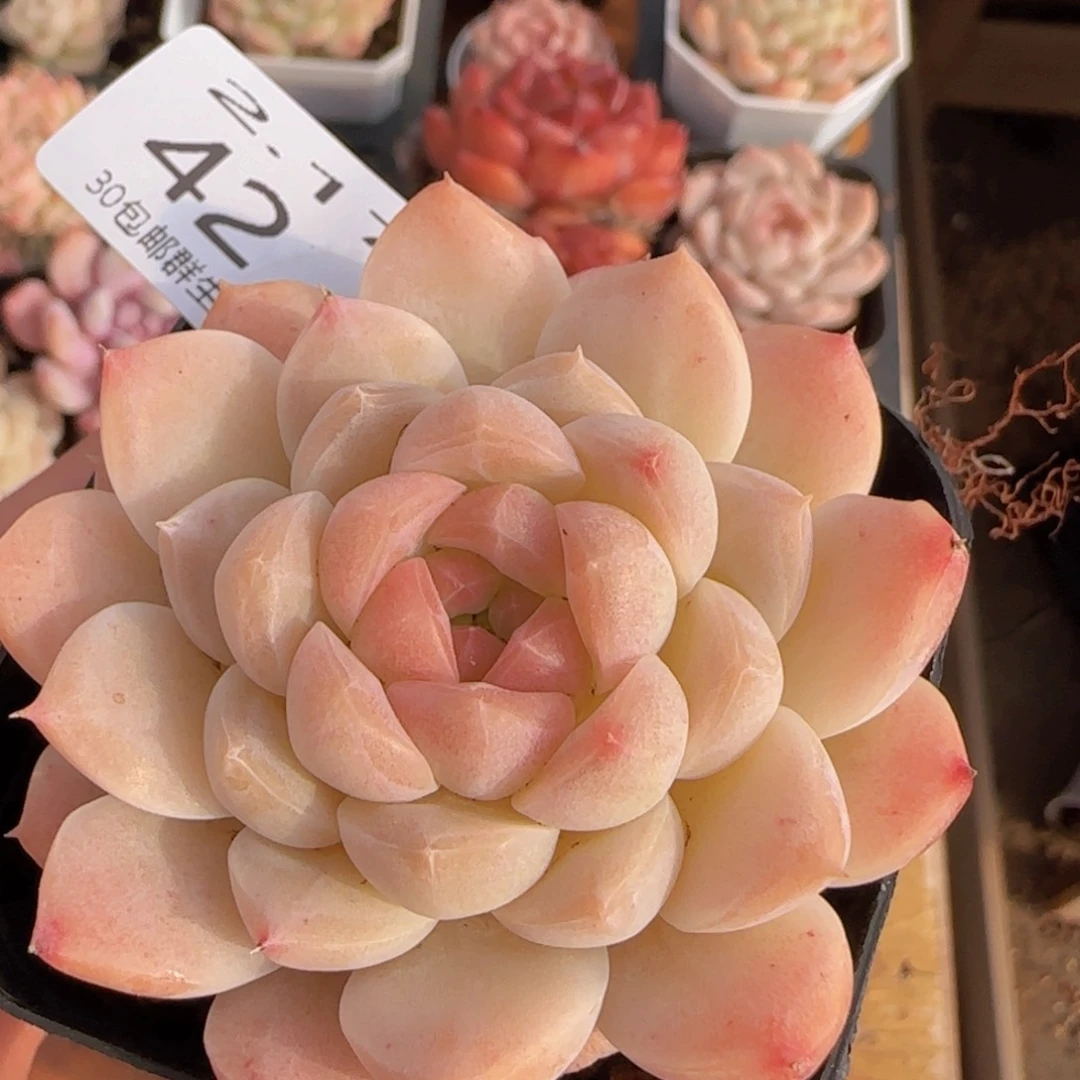 白桃汽水七公分单头