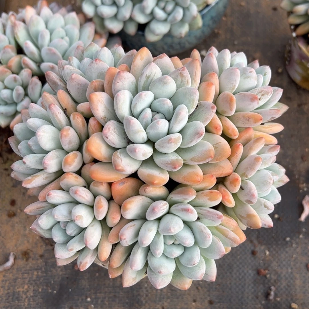 1028186 香水手捧无砍老桩