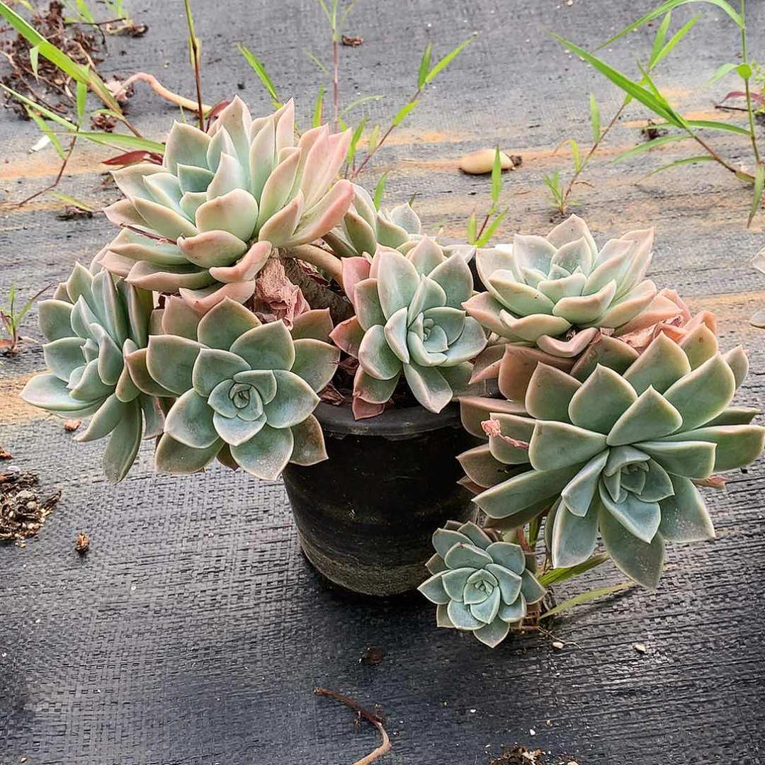哈利一物一拍9-29
