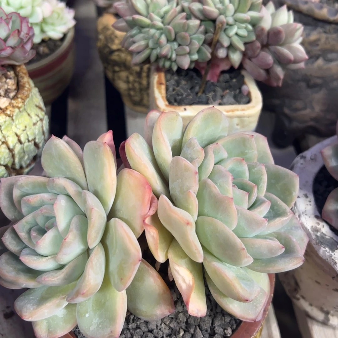 泡芙老桩多肉植物
