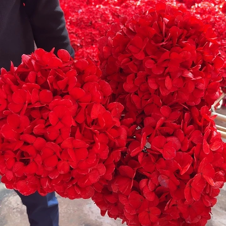 永生大叶绣球1枝 红