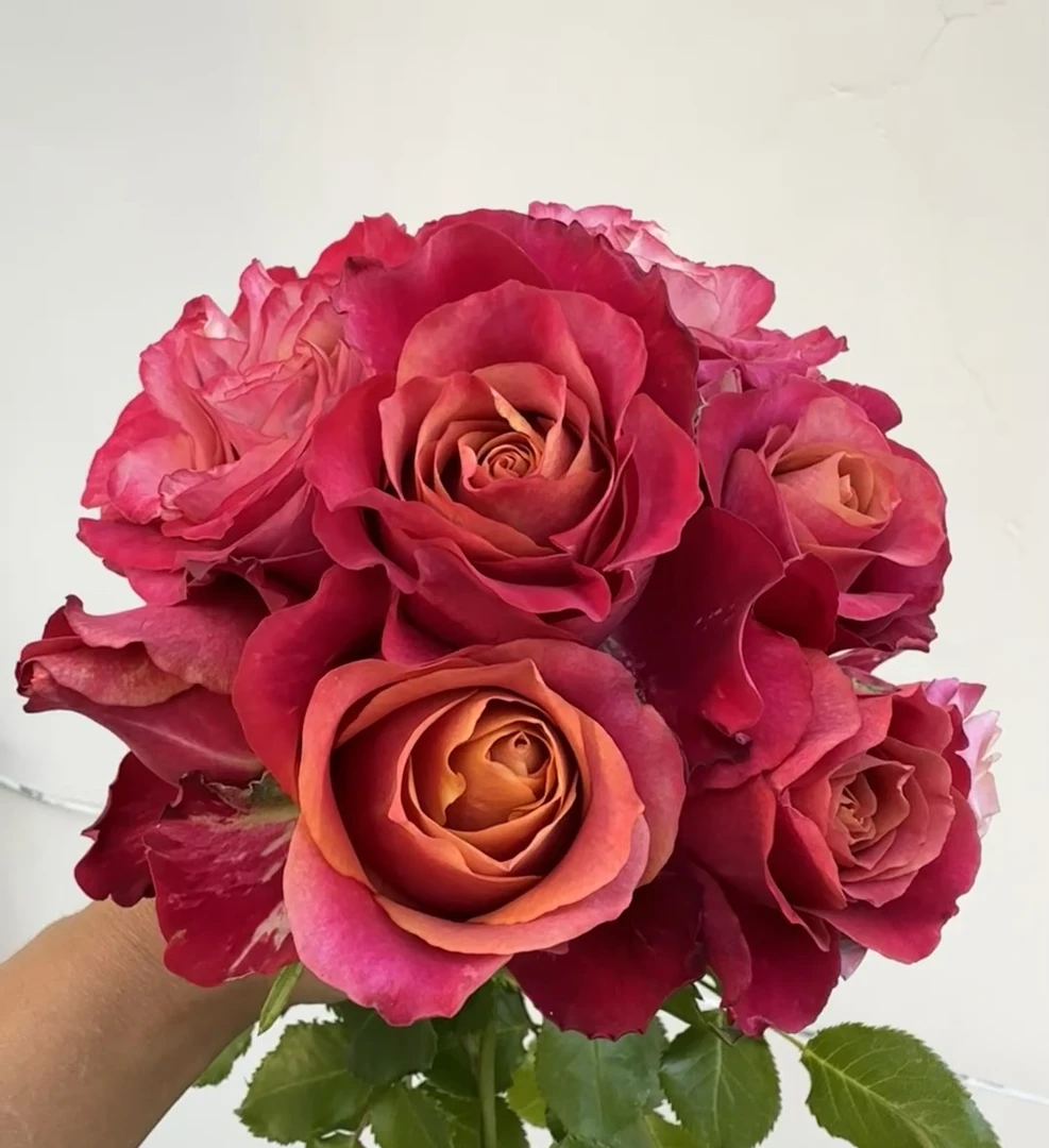阿馥苑高端切花【审判】玫瑰花苗