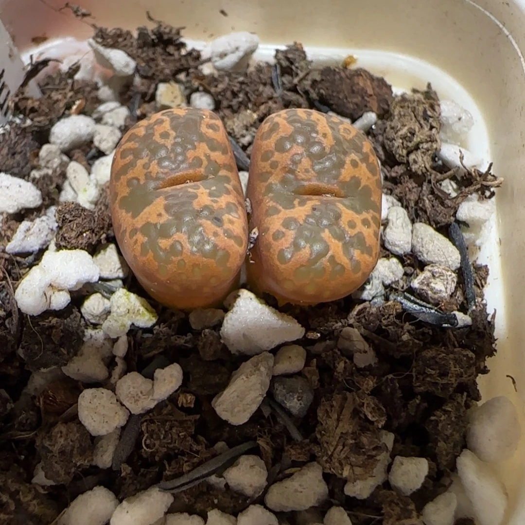 绑***咪肉锥多肉植物百科-1754