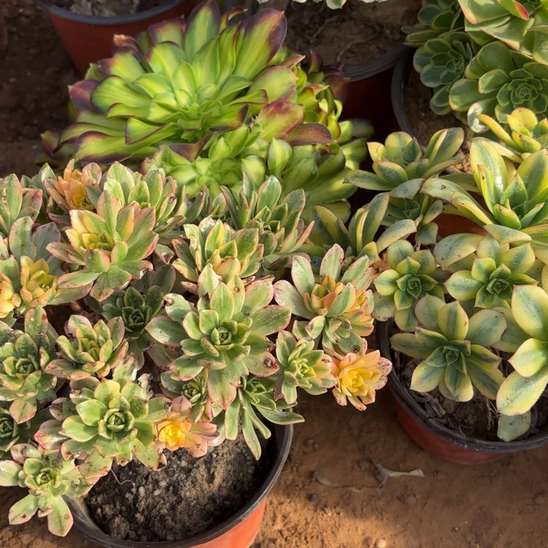 星爆，韶华，甜茶各一颗19.8