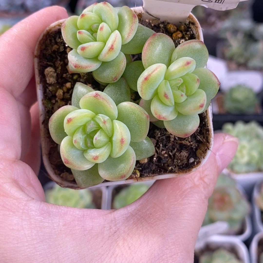 绿色珍妮三头一颗152号