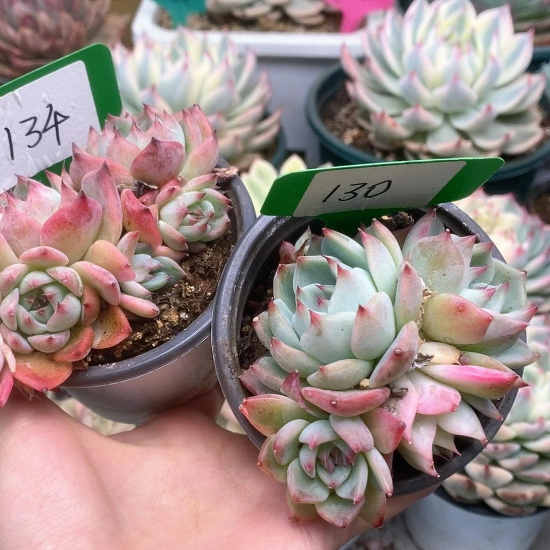 做****?130-134锦锦锦锦锦锦锦