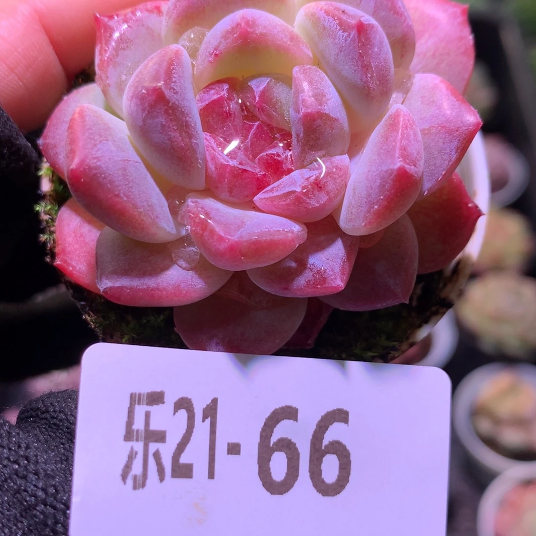 乐然21-66 新品单头