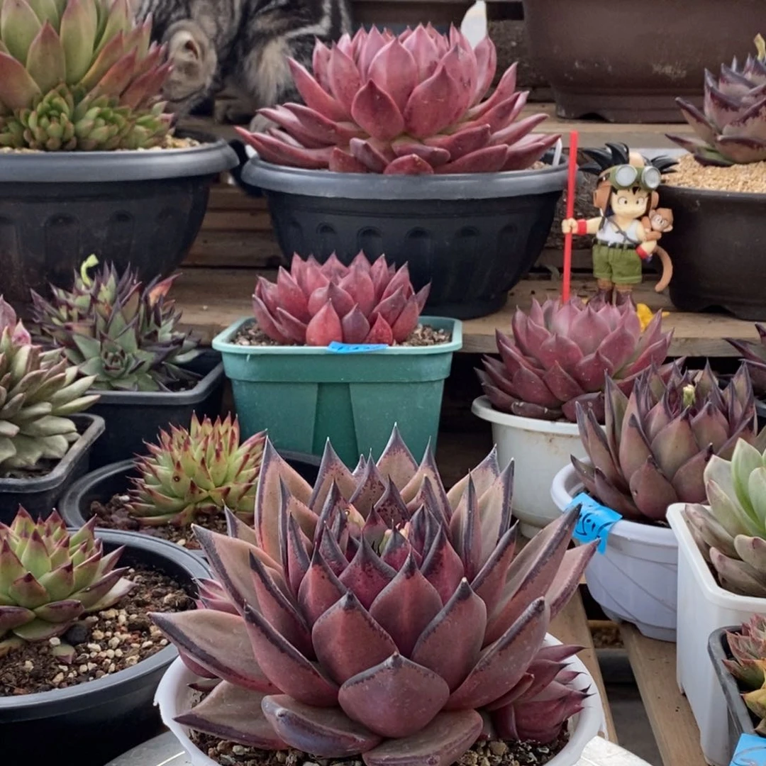 多肉植物多肉植物1913