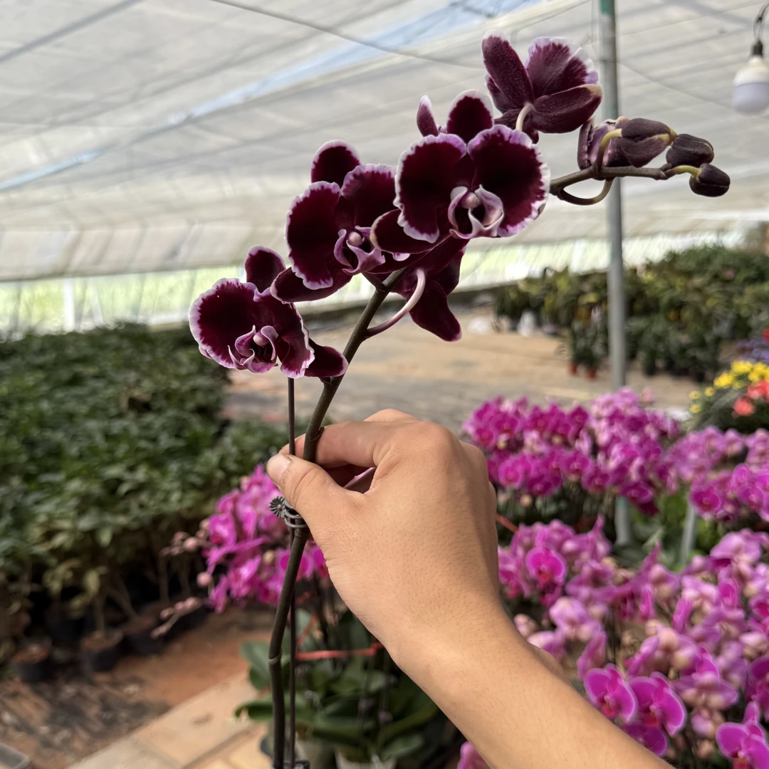 拉丁舞裙蝴蝶兰室内高档花卉花期长好养护