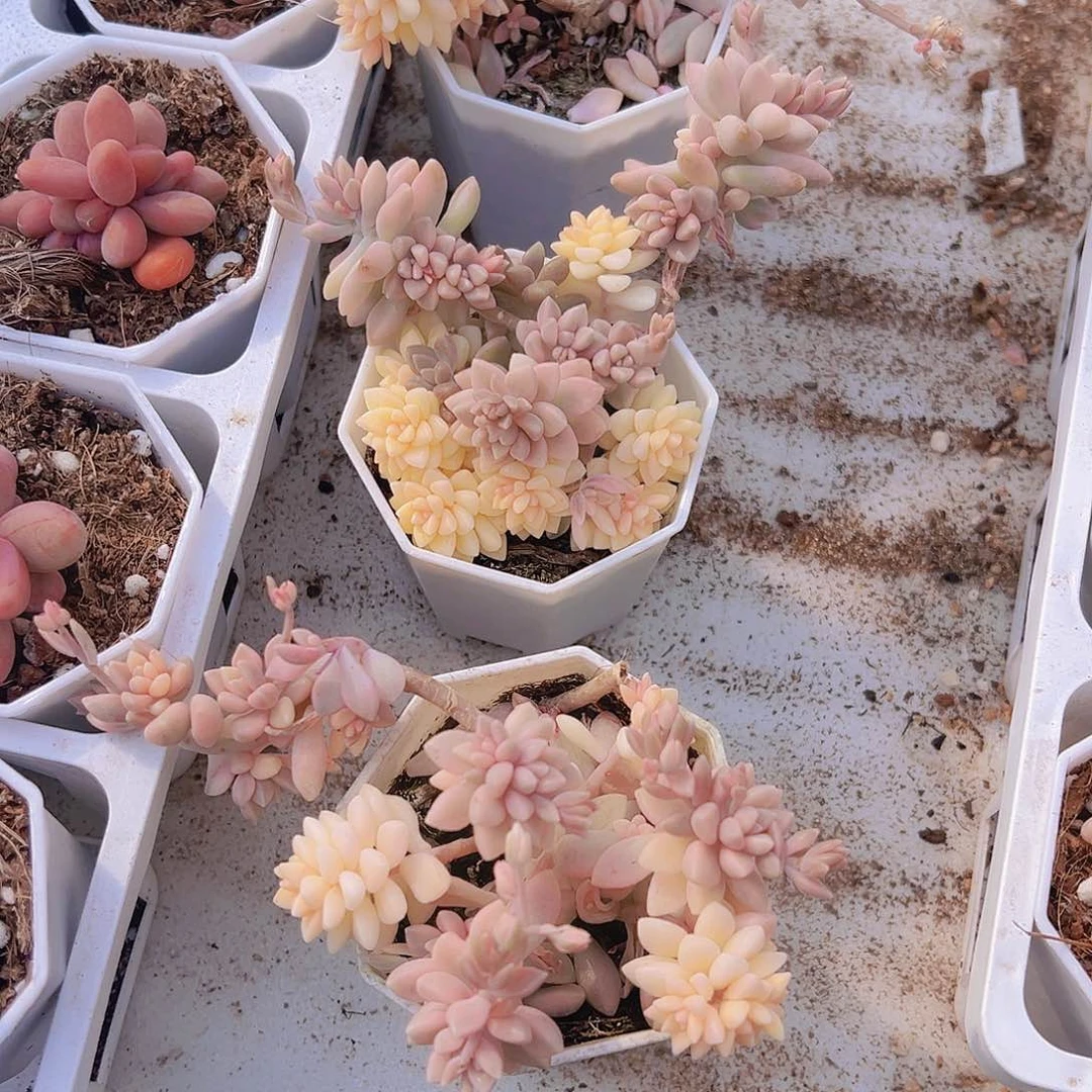 秋丽锦无售后19包邮