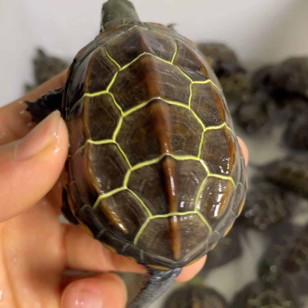 苏北金线草龟冷水