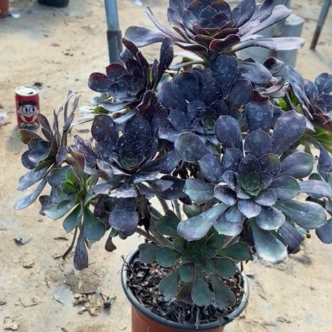 圆叶多肉植物081