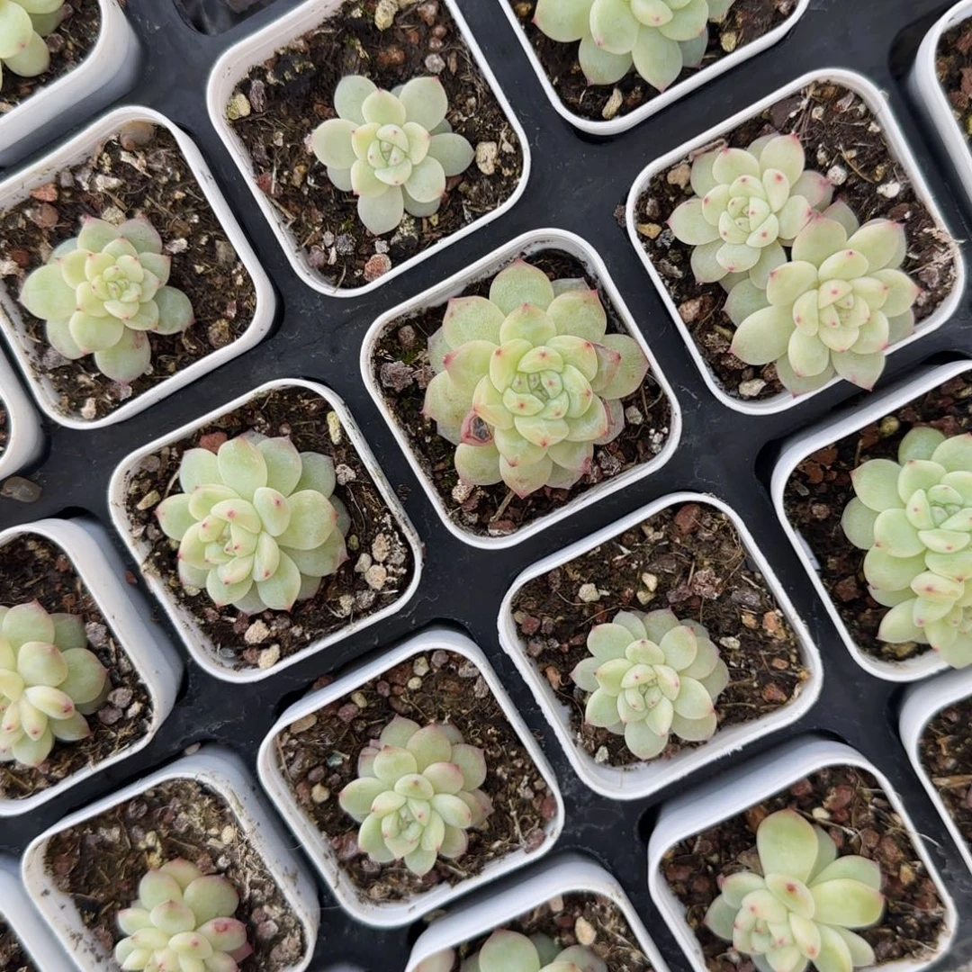 寒徘盆2个满25包邮