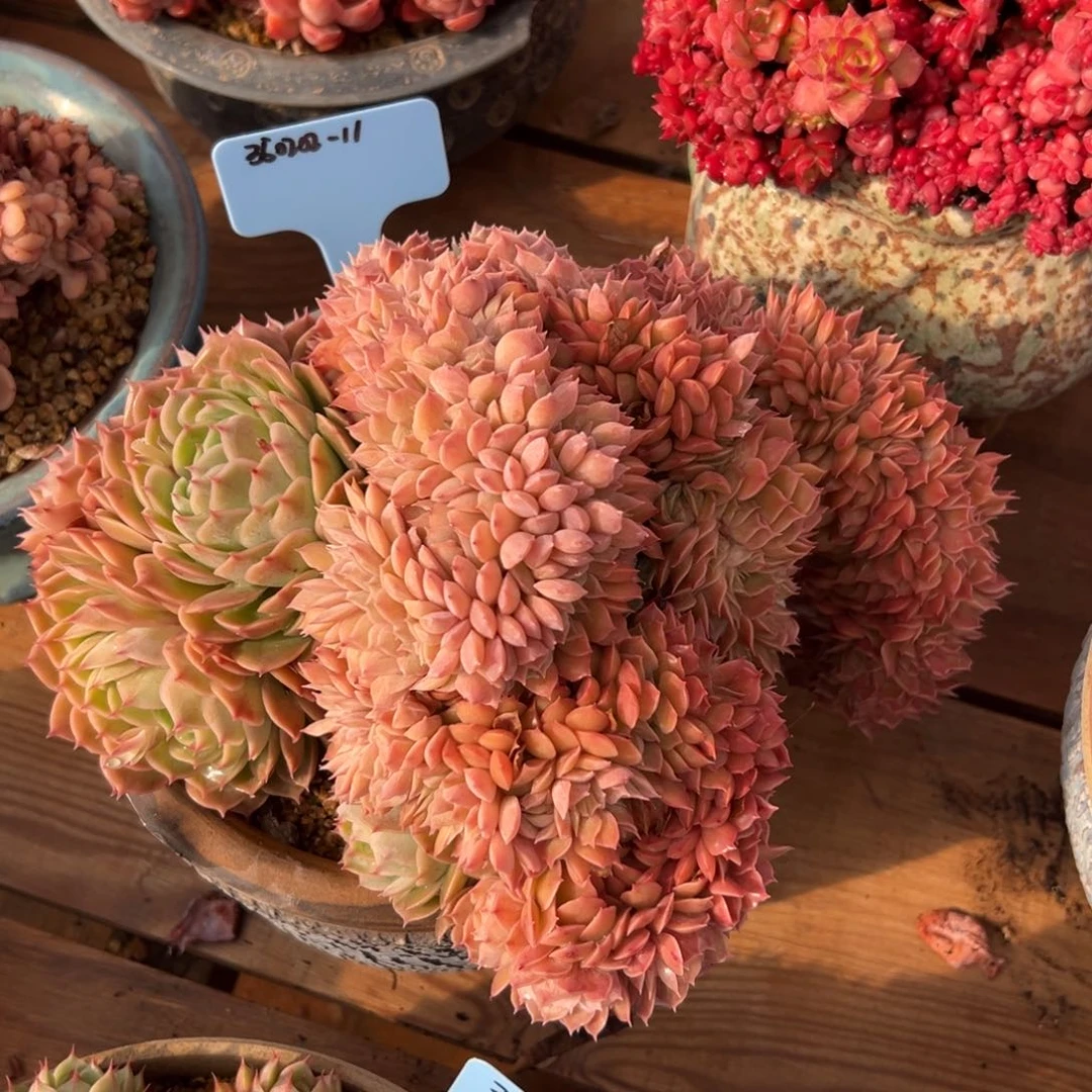 爱****哥350202-11昂缀