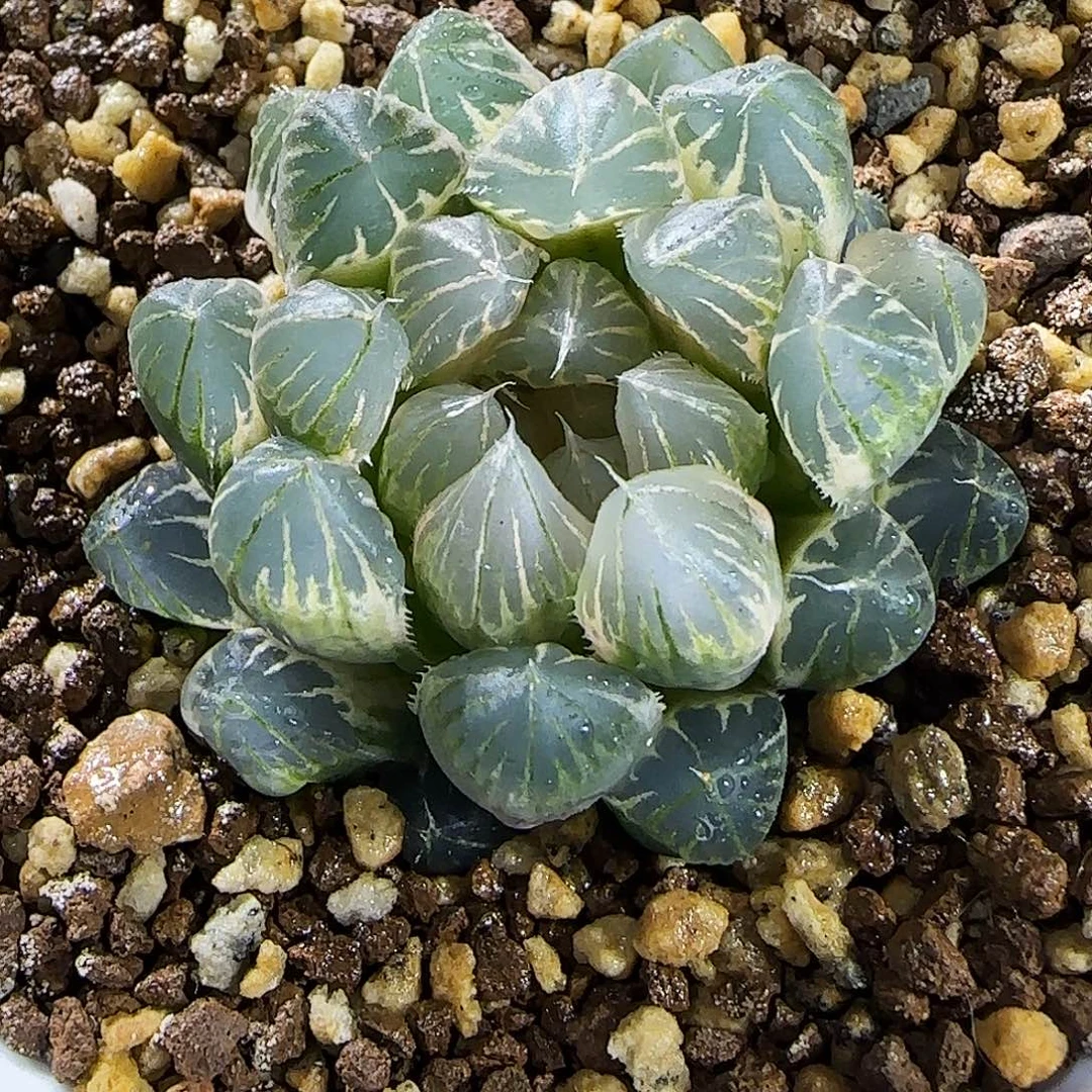 259号糊斑霓虹灯 4.6 厘米左右一物一拍带盆发货