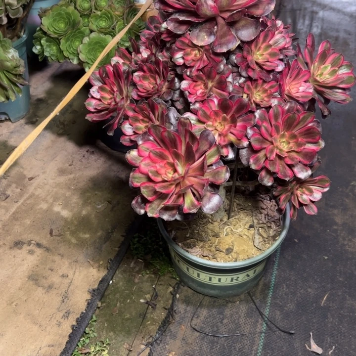 20丽娜多肉多肉多肉多肉