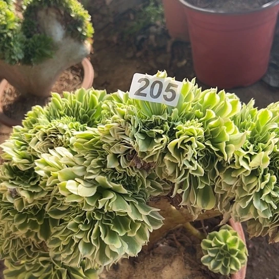 桃***下多肉植物一个绿豆沙