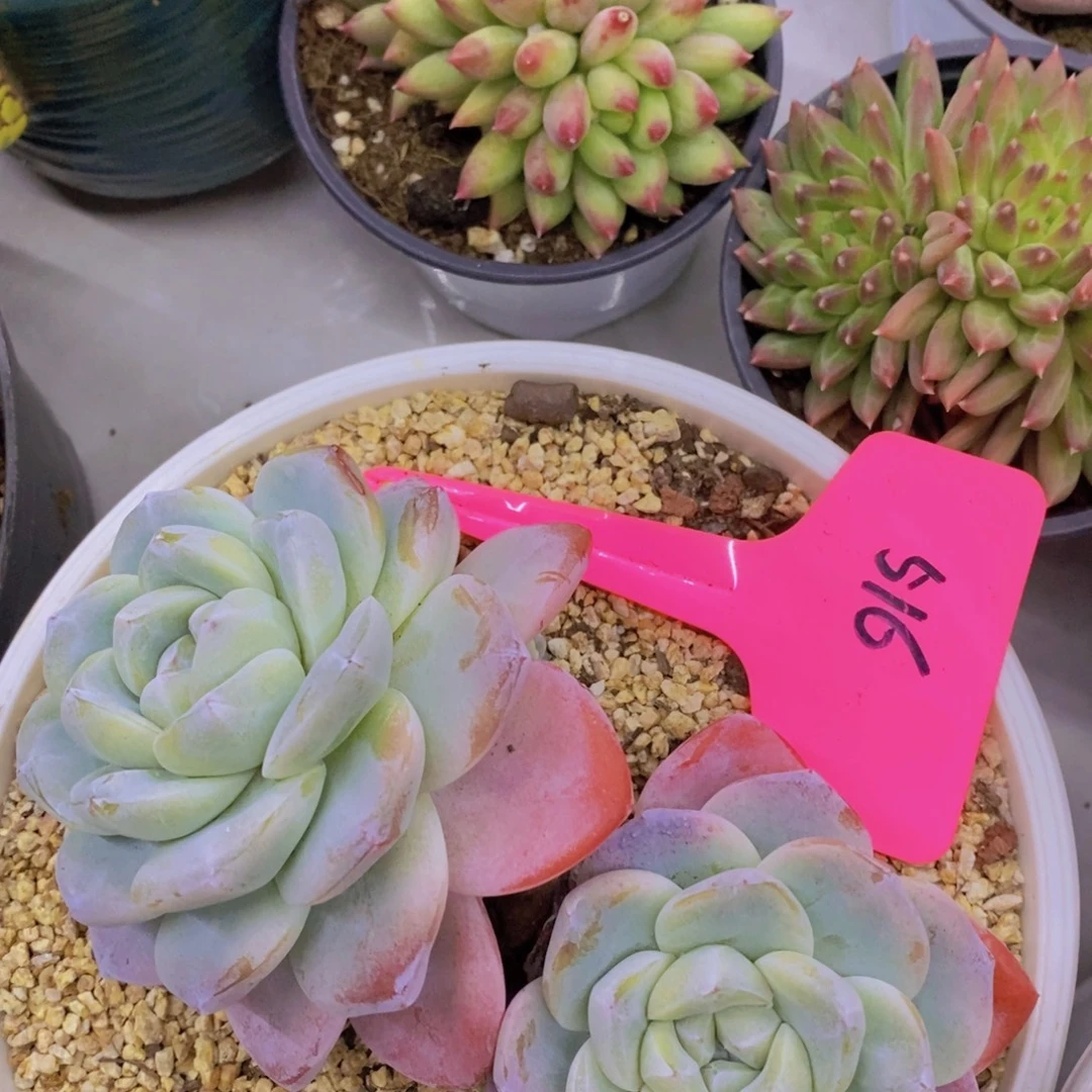 开心多肉，一物一拍，看准下单，