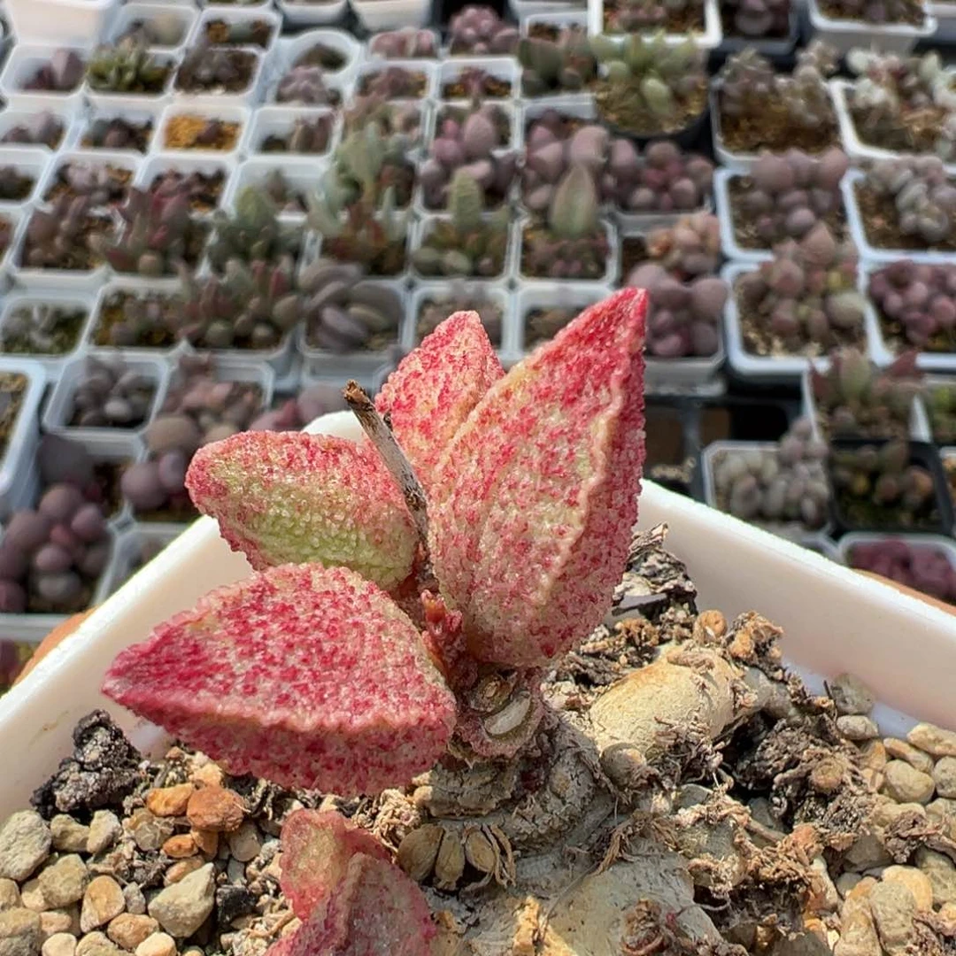 老桩粉猪肝多肉植物水泡