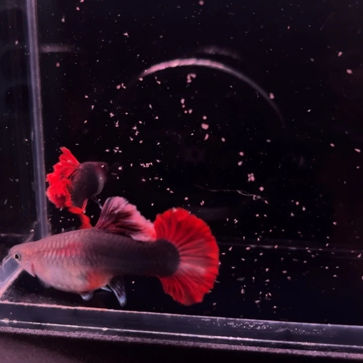 孔雀鱼爆绒折扇种鱼1对