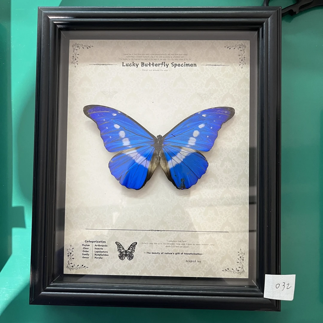 蝴蝶标本专拍032