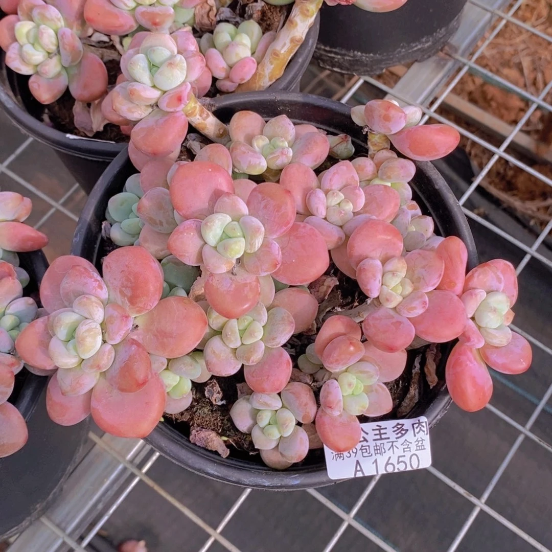 樱花洛神15cm1650多肉植物