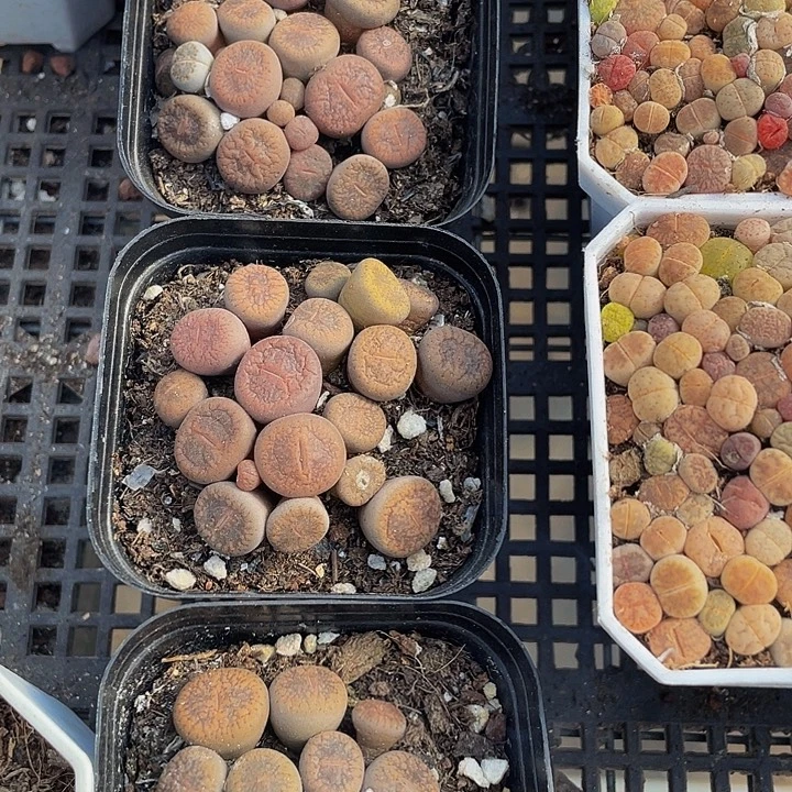 6.5方日轮生石花带盆