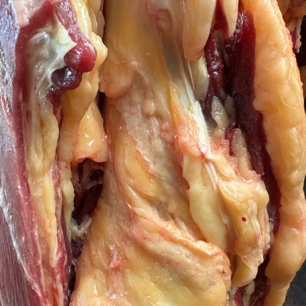 【小唐牧场 草原牧区散养牛】牛腩