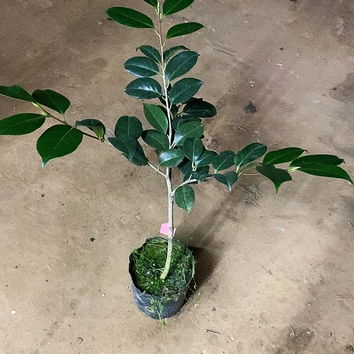 斑瑟威力。