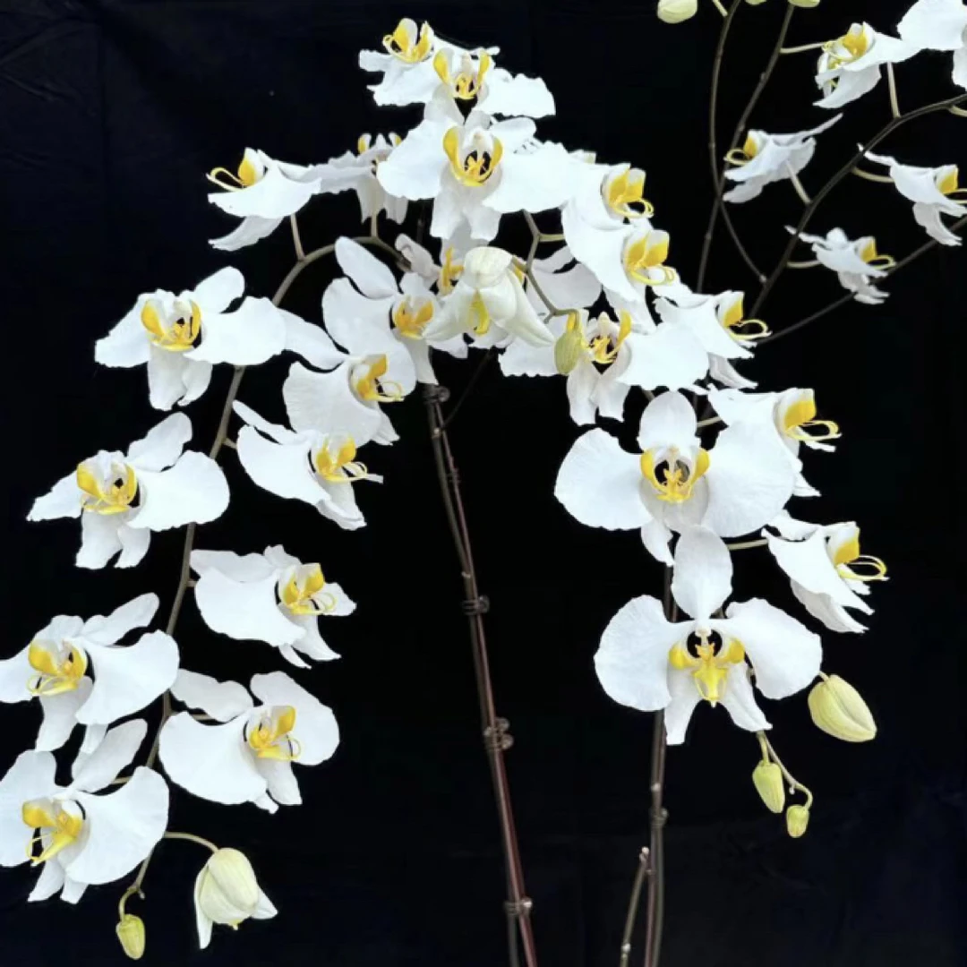 M257 苏拉威西阿嫲3寸 开花株 瑕疵