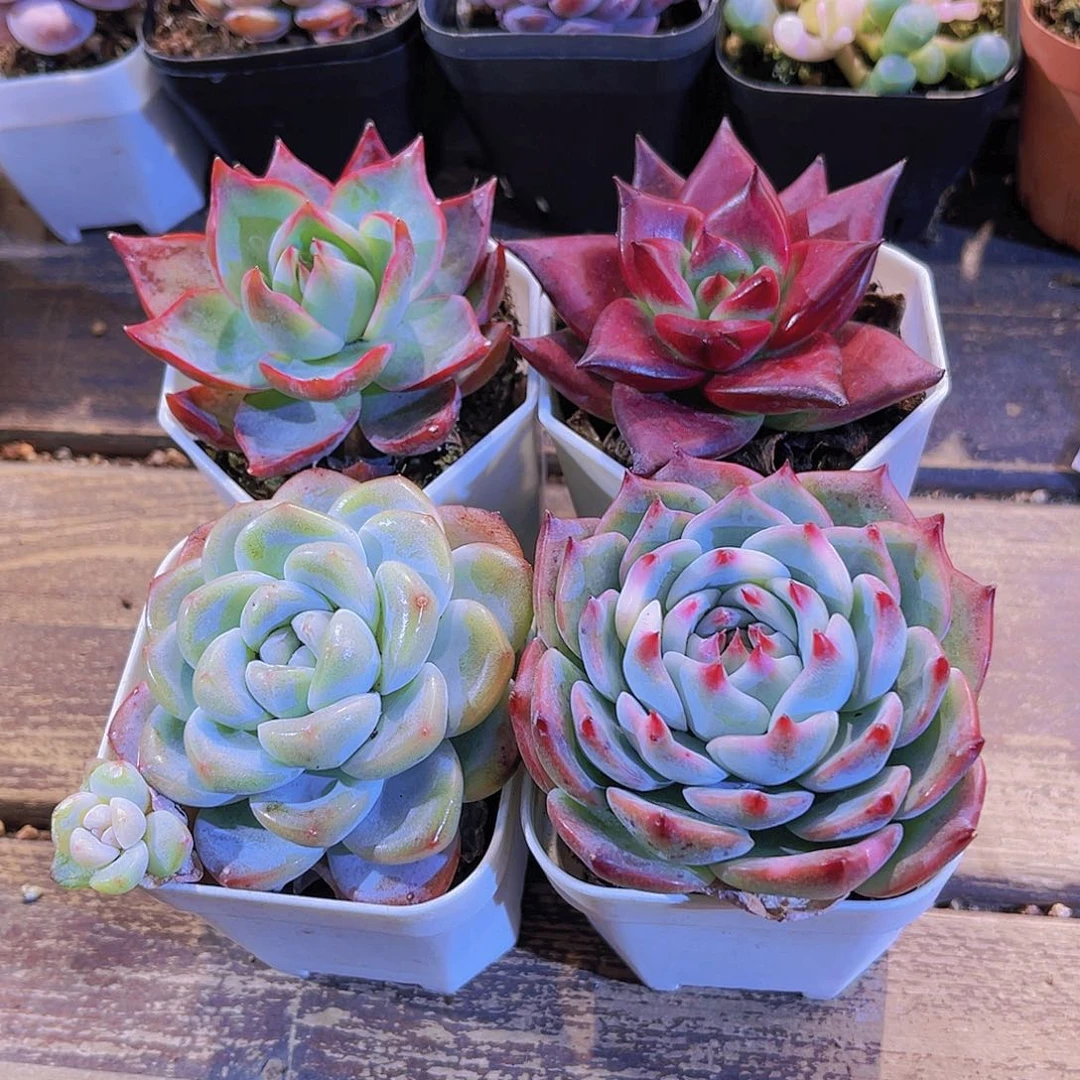 冰玉单 吉娃娃。罗卡。 惊鸿