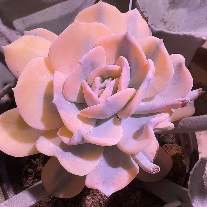 侧芽腹轮锦雪特锦