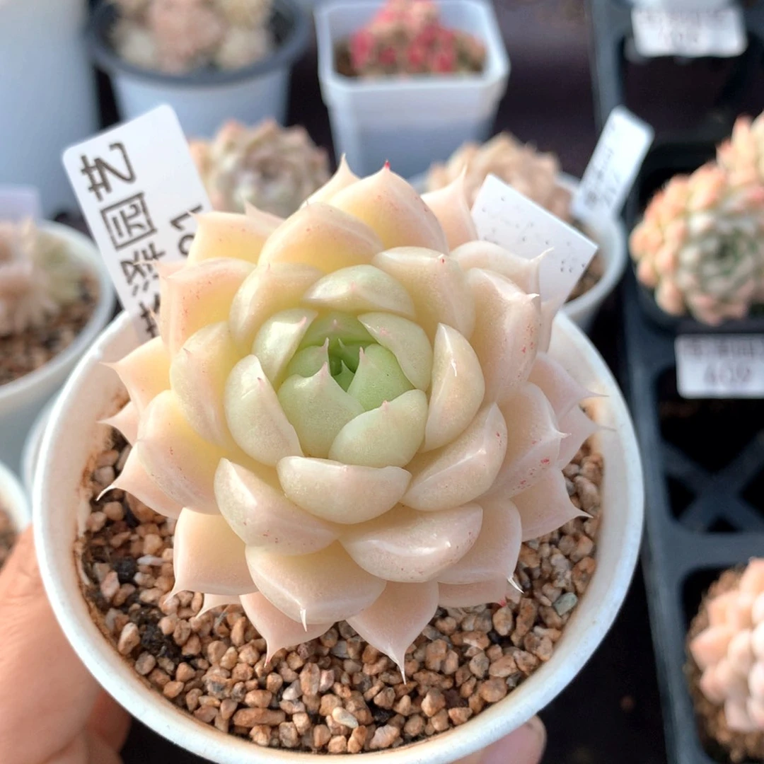 721 麦秆单头 睫毛断了没售后