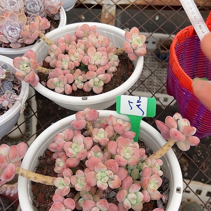 5红洛神一个脱土多肉