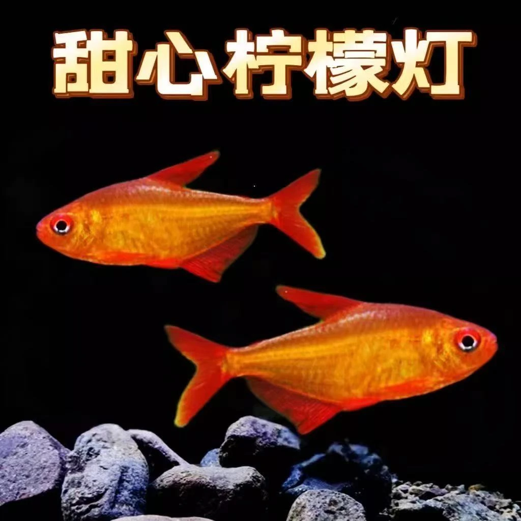 甜心柠檬灯鱼南美热带稀有高端观赏鱼小鱼草缸群游活体小型鱼