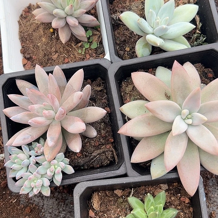 5盆美人特价多肉一物