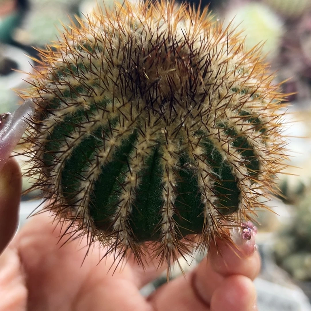 金刺优波仙人球666666666