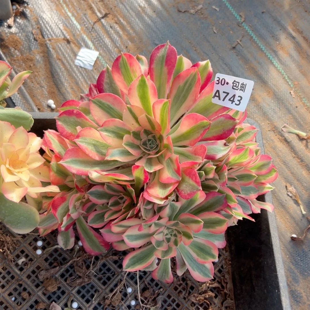 743女巫多肉不包断枝